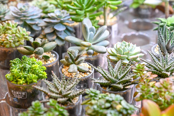 This is a beautiful succulent plant that grows indoors