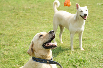 rescued male labrador retriever is happy to play so much with his caretaker