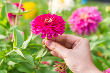 Woman hand with a pink zinnia flower blooming in the Garden background. - Powered by Adobe