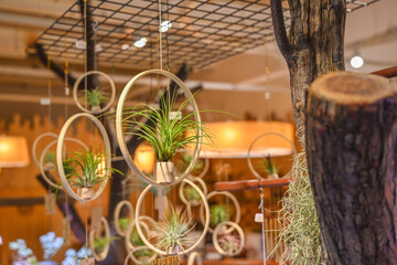 The name of the plant hanging in the air is Tillandsia