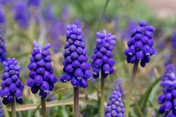 Blue bells of muscari in the grass closeup
