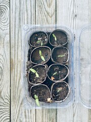 Organisch Gewächshaus klein Pflänzchen jung Tomaten vorziehen 