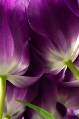 Bouquet of blossoming purple tulips with green leaves closeup bottom view