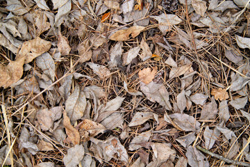 Dry leaves lie on the ground