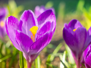 
Purple crocuses close-up , defocus light, time of year spring, flowers.The first flowers, the beginning of spring.

