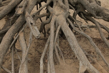 roots of an old mighty tree, ecology of space, dry roots on the ground, tree system, environment, soil heaving and flushing