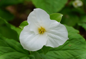 Obraz na płótnie Canvas The white Showy Trillium flower at full bloom in the Spring