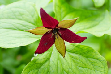 Close up of the Purple Trillium flower at full bloom in the Spring