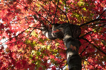 紅葉の木