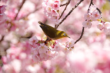 桜とめじろ