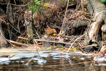 Befiederte Maus: Zaunkönig bei der Nahrungssuche am Bach. (troglodytes troglodytes)
