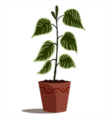 Indoor plant illustration on isolated backdrop. Flat style vector design. White background.
