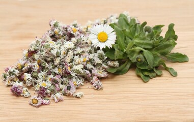 Dried daisy flowers and fresh plant, lat. Bellis perennis, also bruisewort. Bellis perennis has been used in herbal medicine. © svehlik