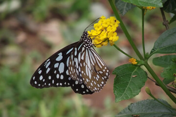 Fototapeta na wymiar A butterfly drinking nectar from a flower