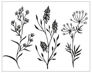 set of botanical elements, field herbs, flowers, branches, leaves, berries, linear black and white drawing, stylized vector graphics