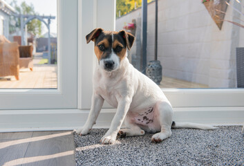 Jack Russell puppy waiting at doors to go outside 