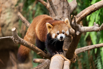 Fototapeta premium The red panda lives in the mountains from southwest China to the Himalayas.