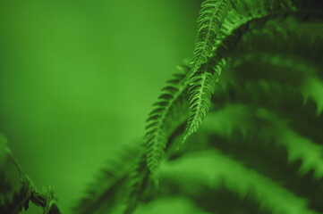 Natural leaves of fern pattern background for design .