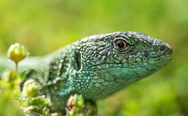 a close up with the head of a green lizard 