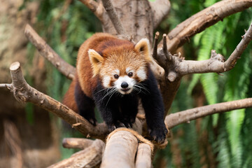 The red panda lives in the mountains from southwest China to the Himalayas.