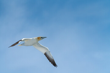 Northern gannet flies above blue waters of the North Atlantic ocean near Iceland. Elegant Morus bassanus travels through the arctic.