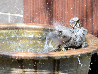 ヒヨドリの水浴び