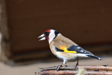 Portrait of bird goldfinch eating fruits and seeds on feeder rack