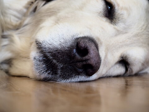 Golden retriver dog sleeping on the floor, zoom for nose.