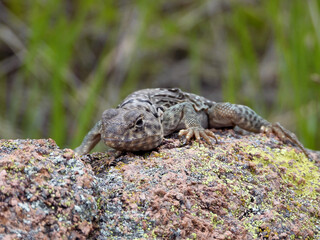 Common collared lizzared found at the Wichita Mountains National  wildlife refuge Oklahoma