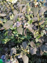 green and yellow flowers