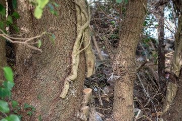 Large Ivy root cut at base of tree trunk in woodland