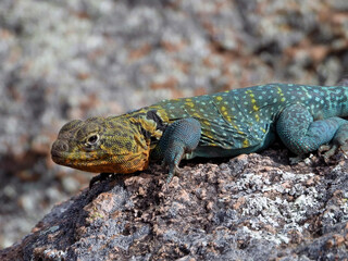 Common collared lizzared found at the Wichita Mountains National  wildlife refuge Oklahoma