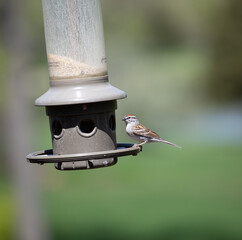 Eurasian tree sparrow on feeder