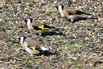 Flock of bird goldfinch eating seeds from the ground in spring