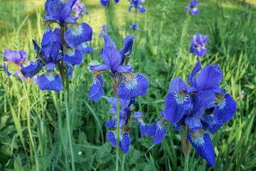 Blooming irises in the park