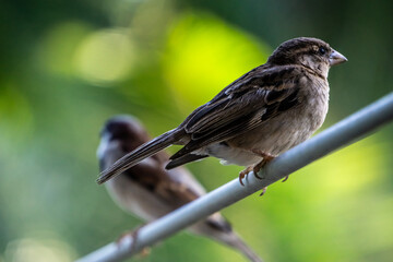 two sparrows on a stick