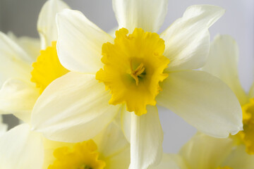Fototapeta premium Bouquet of yellow daffodils close up