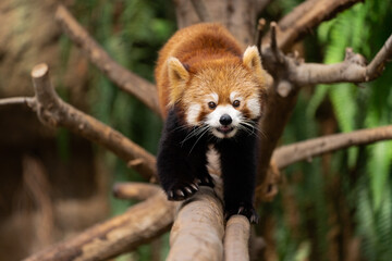 The red panda lives in the mountains from southwest China to the Himalayas.