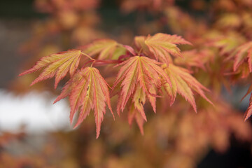 Close up image of acer plant with bokeh effect