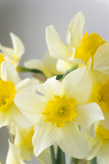 Naklejka na ściany i meble Bouquet of yellow daffodils close up