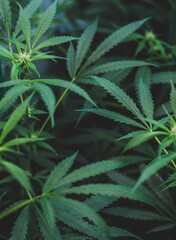 Plantacion interior de marihuana del tipo amnesia haze medicinal y para uso recreativo