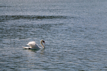 White swans swimming in water. Selective focus.