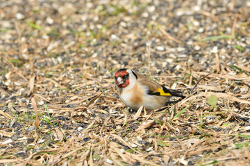 Flock of bird goldfinch eating seeds from the ground in spring