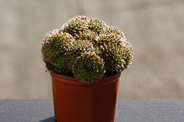 Hauswurz Sempervivum im Blumentopf