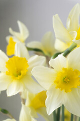 Bouquet of yellow daffodils close up