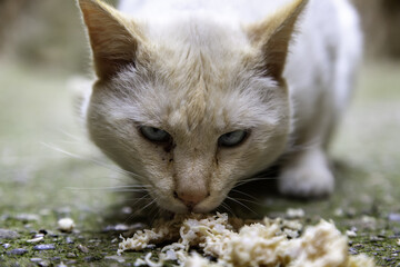 Stray cats eating on the street