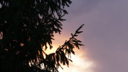 sunset in the forest and conifer
