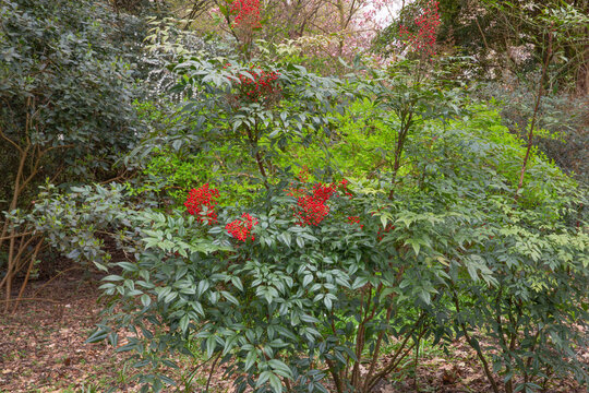 Nandina domestica, heavenly or sacred bamboo shrub