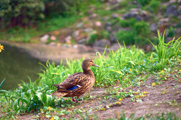 Duck by the pond in the Royal Bath park (Lazienki Krolewskie)