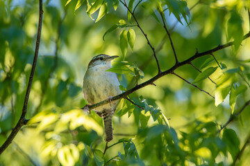 Carolina Wren